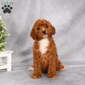 Trooper F1B, Cavapoo Puppy